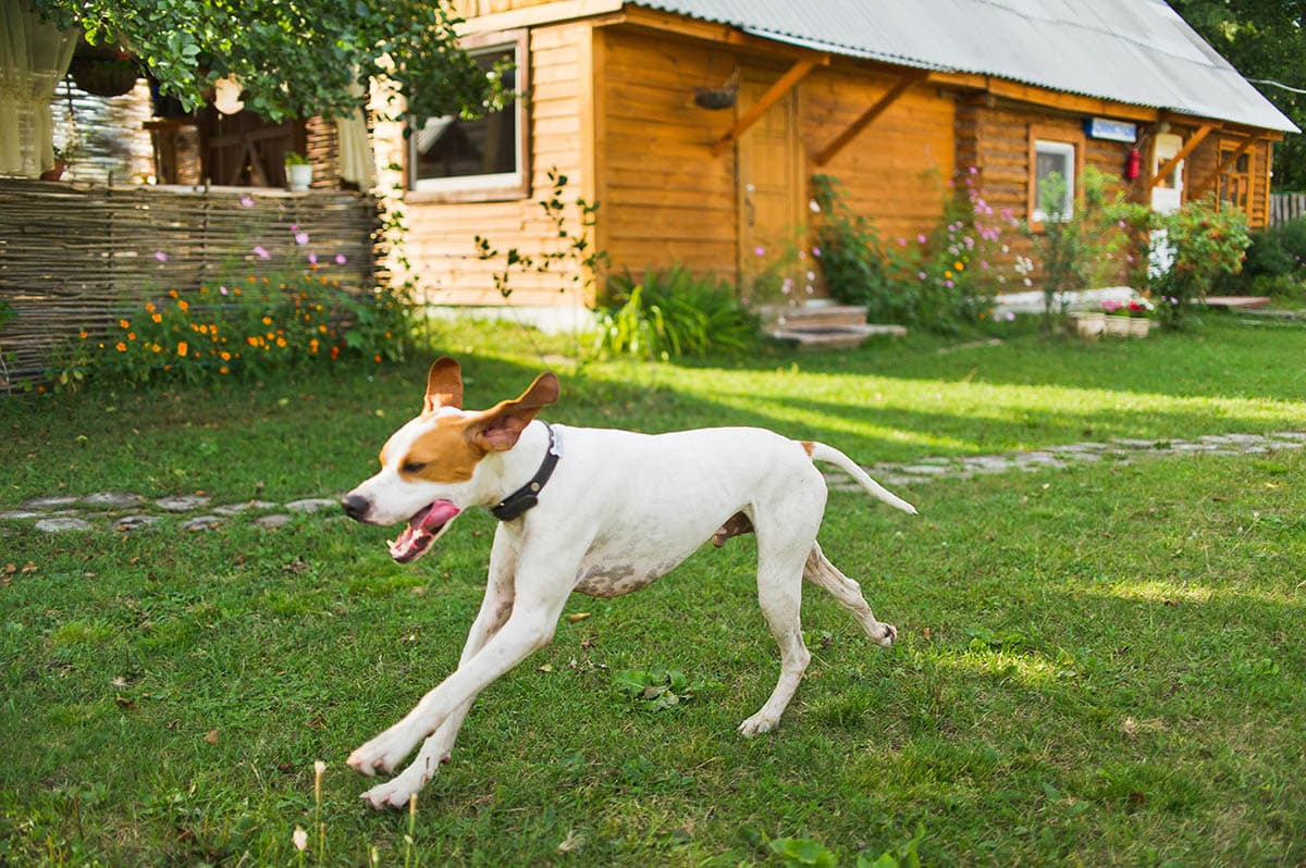 Лес и водохранилище