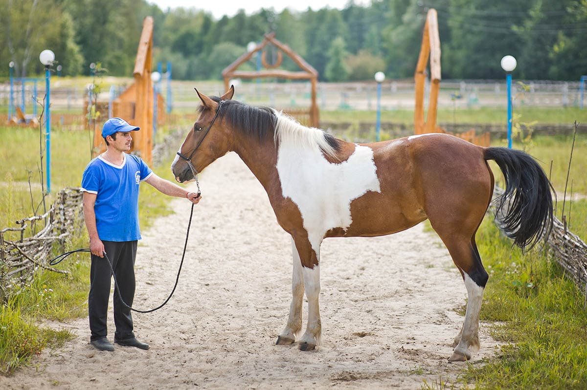 Амазонка · кобыла