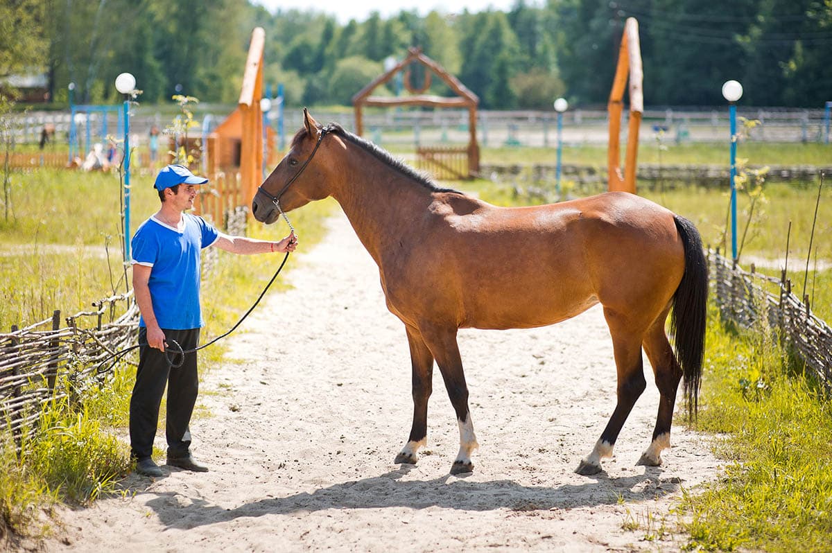 Хохлома · кобыла