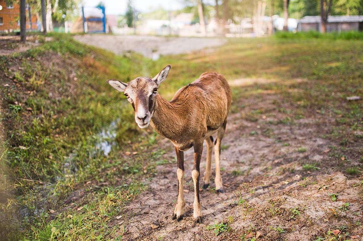 Наши питомцы
