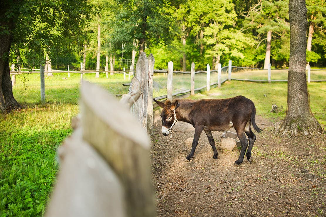 Наши питомцы