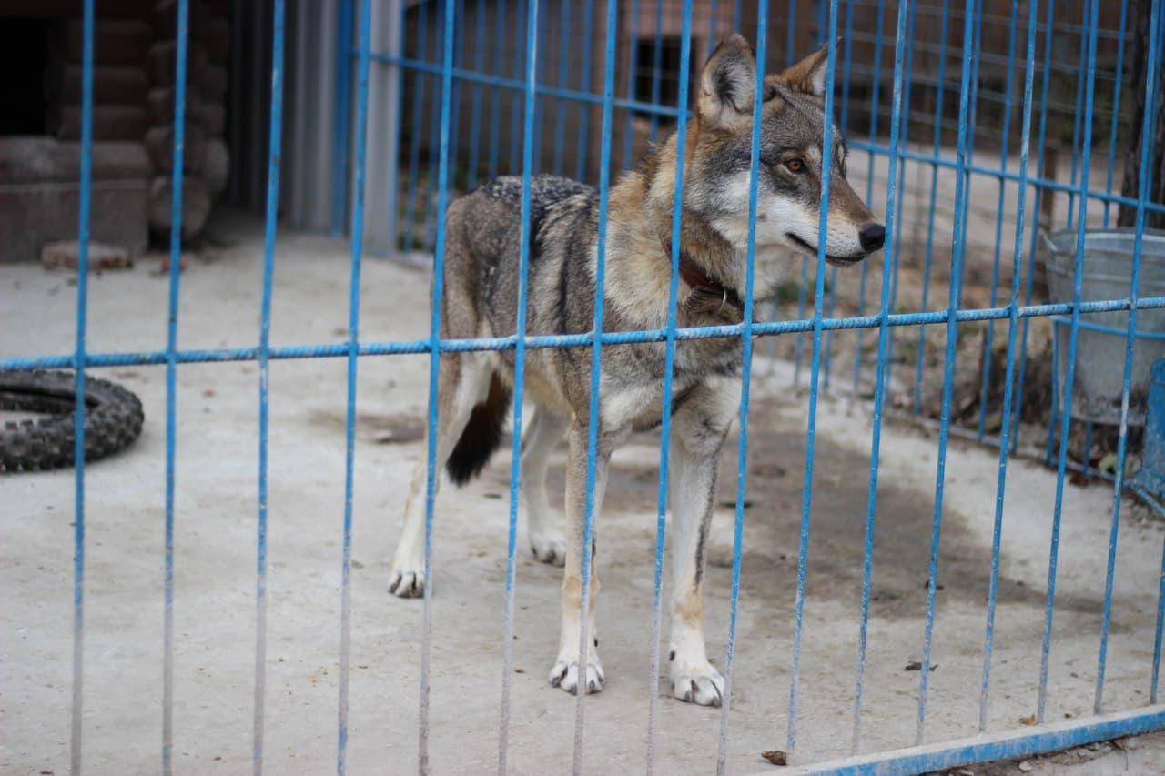 Наши питомцы