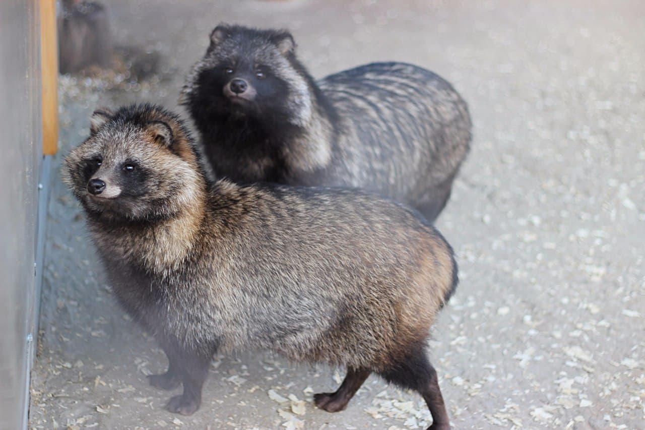 Наши питомцы