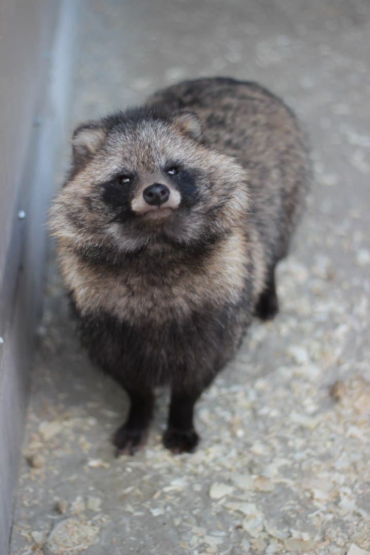 Наши питомцы