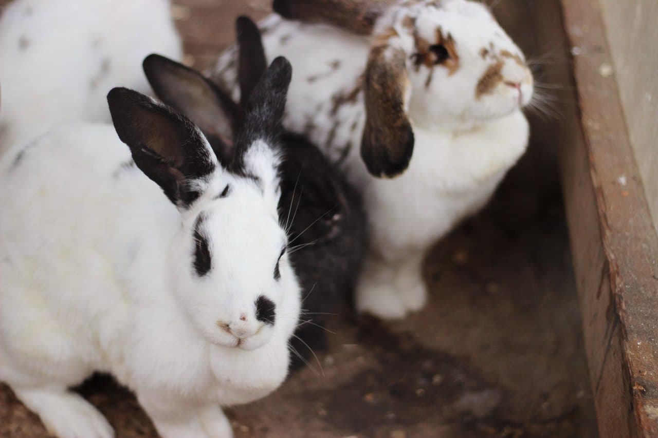 Наши питомцы