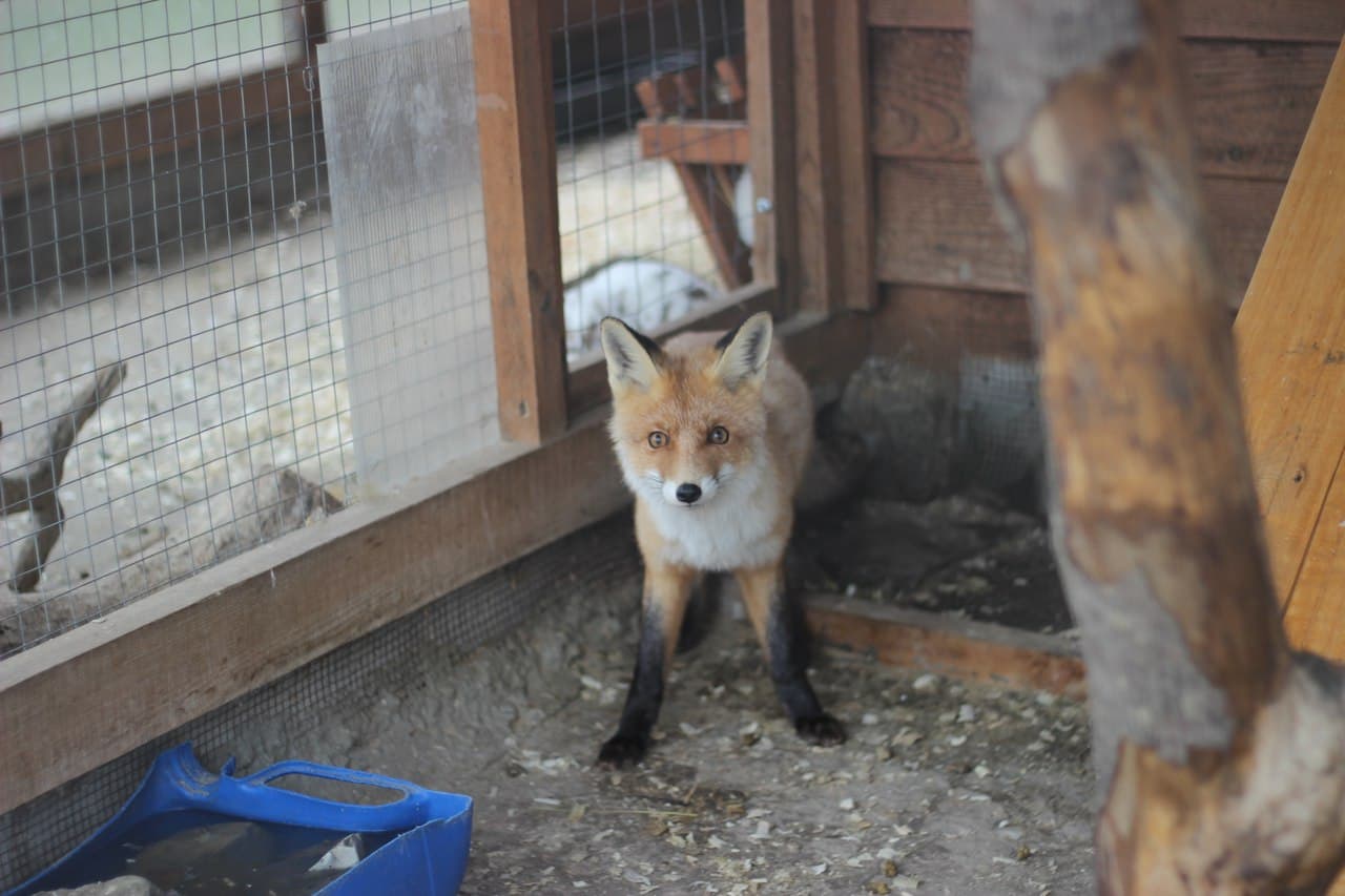 Наши питомцы