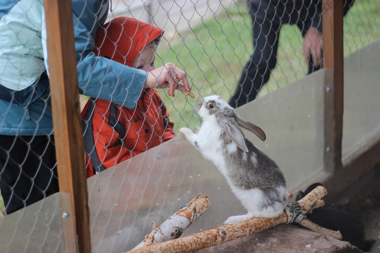 Наши питомцы