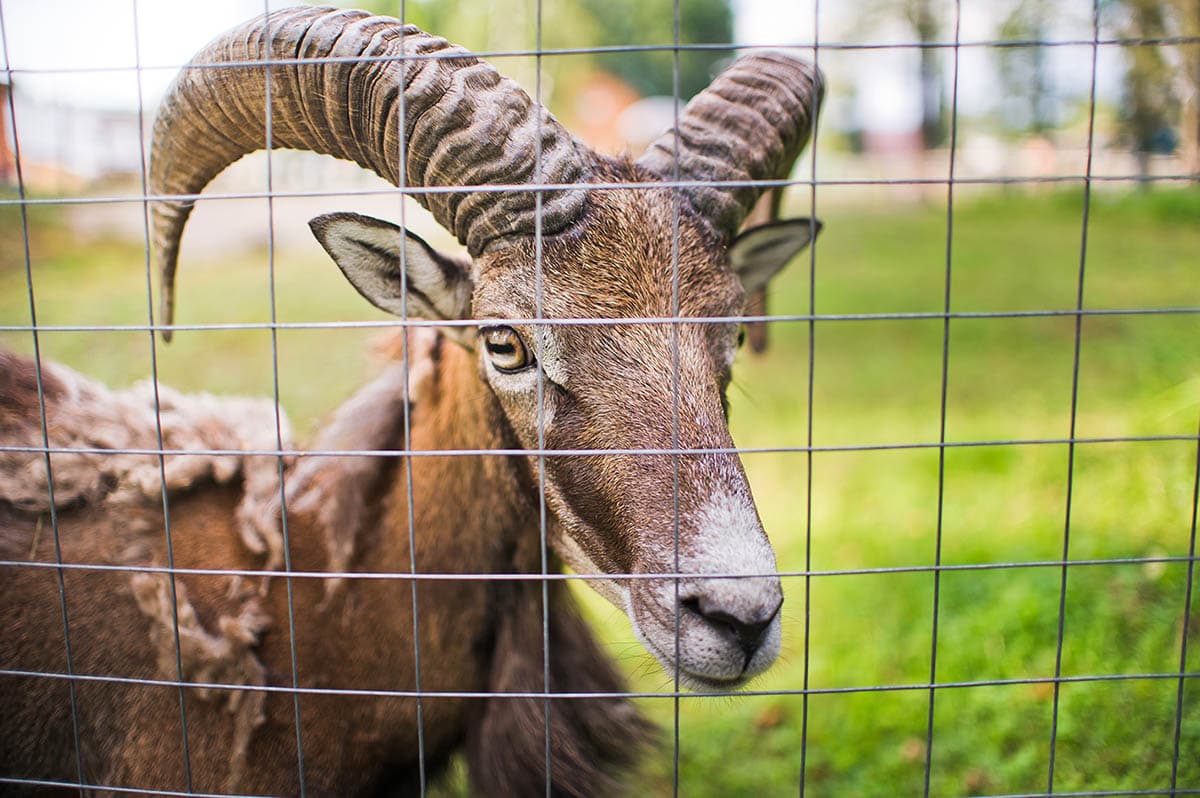 Наши питомцы