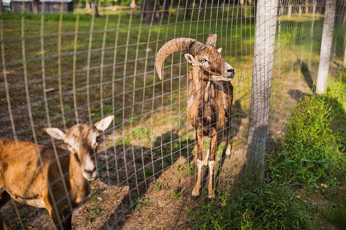 Наши питомцы