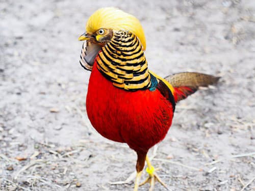 Наши питомцы