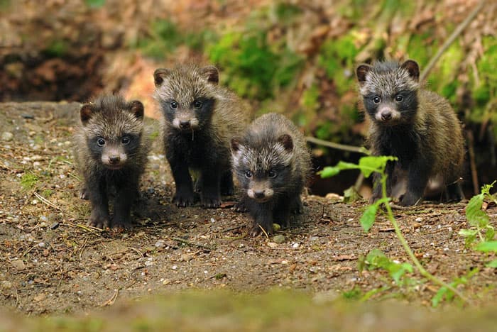 Наши питомцы