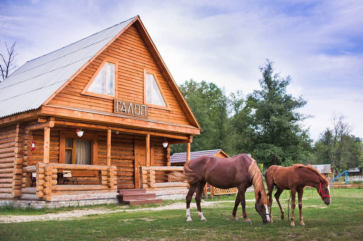 Наши питомцы