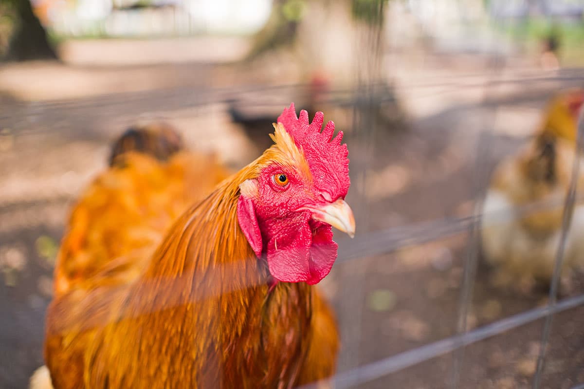 Наши питомцы