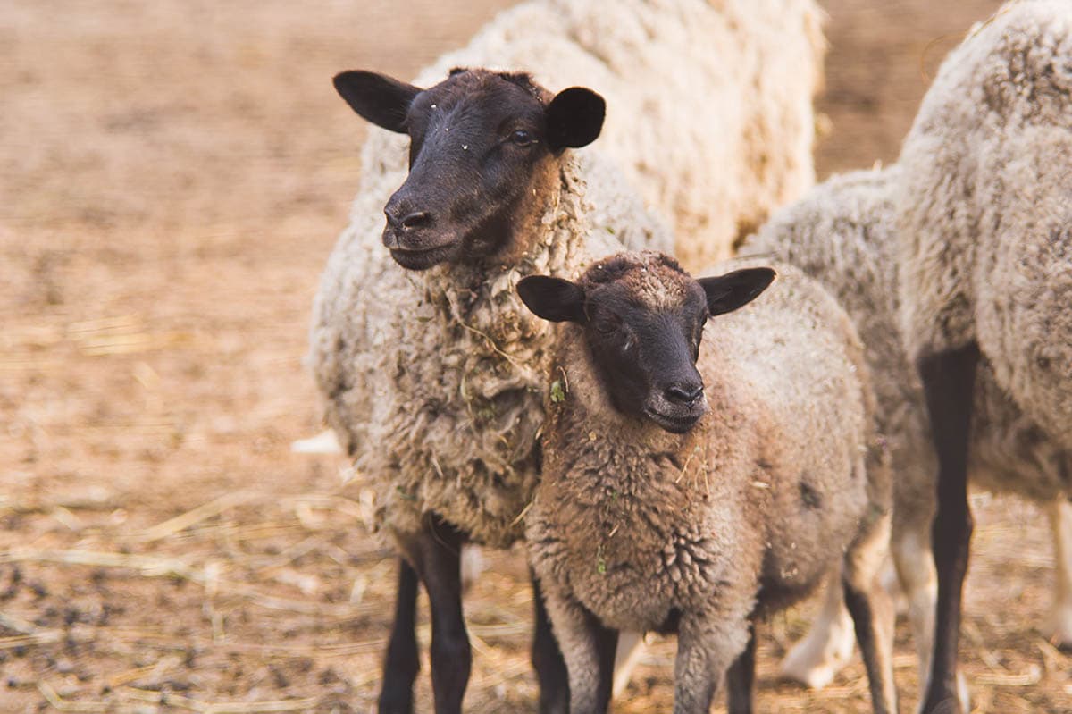 Наши питомцы